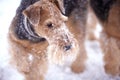 Frosty Airedale Terrier Dogs Royalty Free Stock Photo