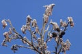 Frosty alder