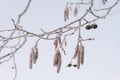Frosty alder tree branch closeup