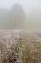 Frosty autumn, foggy morning in the meadow. Vertical.