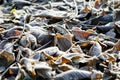 Frosty autumn leaves blur background Royalty Free Stock Photo