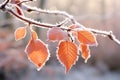 Frosty autumn leaves on branch Royalty Free Stock Photo