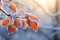 Frosty autumn leaves on branch Royalty Free Stock Photo