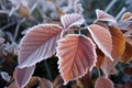 Frosty Autumn Leaves on a Cold Morning. Generative AI Royalty Free Stock Photo