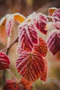 frosty autumn leaves