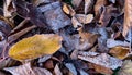 Frosty Autumn leaves on the ground Royalty Free Stock Photo