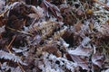 Frosty Autumn Leaves on Ground Royalty Free Stock Photo