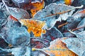 Frosty autumn leaves in november Royalty Free Stock Photo