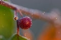 Frosty autumn morning colorful berry