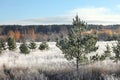 Frosty autumn morning Royalty Free Stock Photo