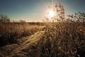 Frosty autumn morning. Western Siberia Royalty Free Stock Photo