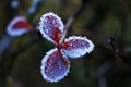 Frosty autumn plants. Frozen green leaves on the branch under the frost Royalty Free Stock Photo