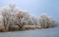 Frosty backwater with trees