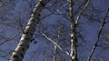 Frosty bald tree branches against blue sunny sky. Media. Winter or autumn background with birch tree forest. Royalty Free Stock Photo