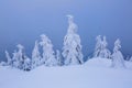 On a frosty beautiful day among high mountains are magical trees covered with white fluffy snow against the winter landscape. Royalty Free Stock Photo