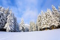 On a frosty beautiful day among high mountains and peaks are magical trees covered with white fluffy snow.