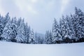 On a frosty beautiful day among high mountains and peaks are magical trees covered with white fluffy snow. Winter landscape. Royalty Free Stock Photo