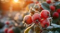 Frosty Beauty: Stunning Red Rose Hips in the Garden