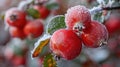 Frosty Beauty: Stunning Red Rose Hips in the Garden