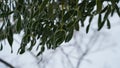 Frosty berries in the garden. The icy hoarfrost covered the bushes, herbs, and berries. Rosehip. Rowan. Mistletoe