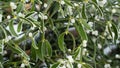 Frosty berries in the garden. The icy hoarfrost covered the bushes, herbs, and berries. Rosehip. Rowan. Mistletoe