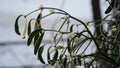 Frosty berries in the garden. The icy hoarfrost covered the bushes, herbs, and berries. Rosehip. Rowan. Mistletoe