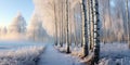 Frosty Birch Morning - Wide Shot - White Frost on Birch and Alder Trees