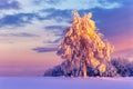 Frosty birch tree on a snow covered meadow at sunset light Royalty Free Stock Photo