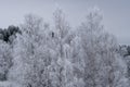 Birch trees with branches covered with frost Royalty Free Stock Photo