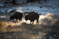 Frosty Bison at sunrise in Yellowstone