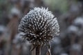 Frosty Black-eyed Susan