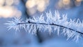 Frosty branches on a tree in the winter with sunrice Royalty Free Stock Photo