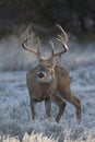 Frosty Breath of rutting whitetail buck Royalty Free Stock Photo