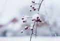 Frosty on bunches of red rowan berries with blurry white snow background, Snow covering on a branches of wild berries with bright Royalty Free Stock Photo
