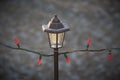 Frosty Christmas lantern Royalty Free Stock Photo