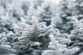 frosty christmas trees in a forest