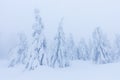 Frosty cloudy day in mountain spruce forest. Snowy trees in the snowstorm. Cinematic shot of an intense blizzard. Christmas Royalty Free Stock Photo