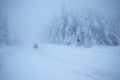 Frosty cloudy day in mountain spruce forest. Snowy trees in the snowstorm. Cinematic shot of an intense blizzard. Christmas Royalty Free Stock Photo