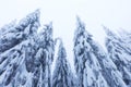 Frosty cloudy day in mountain spruce forest. Snowy trees in the snowstorm. Cinematic shot of an intense blizzard. Christmas Royalty Free Stock Photo