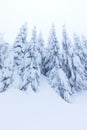 Frosty cloudy day in mountain spruce forest. Snowy trees in the snowstorm. Cinematic shot of an intense blizzard. Christmas Royalty Free Stock Photo