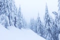 Frosty cloudy day in mountain spruce forest. Snowy trees in the snowstorm. Cinematic shot of an intense blizzard. Christmas Royalty Free Stock Photo