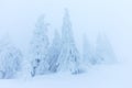 Frosty cloudy day in mountain spruce forest. Snowy trees in the snowstorm. Cinematic shot of an intense blizzard. Christmas Royalty Free Stock Photo