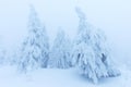 Frosty cloudy day in mountain spruce forest. Snowy trees in the snowstorm. Cinematic shot of an intense blizzard. Christmas Royalty Free Stock Photo