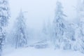 Frosty cloudy day in mountain spruce forest. Snowy trees in the snowstorm. Cinematic shot of an intense blizzard. Christmas Royalty Free Stock Photo