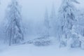 Frosty cloudy day in mountain spruce forest. Snowy trees in the snowstorm. Cinematic shot of an intense blizzard. Christmas Royalty Free Stock Photo