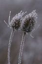 Frosty Common Teasel Royalty Free Stock Photo