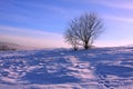 Frosty dawn in mountains, lonely tree