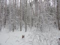 Frosty day in Siberia Royalty Free Stock Photo