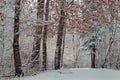 Frosty Day - winter landscape