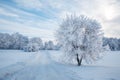 Frosty day in winter in Russia, trees in hoarfrost